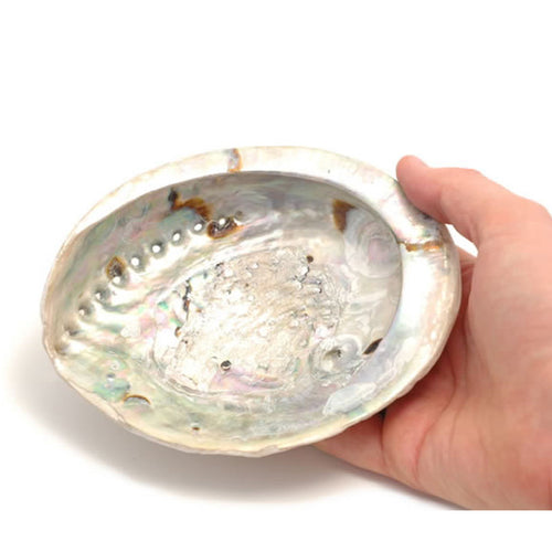 Abalone Shell